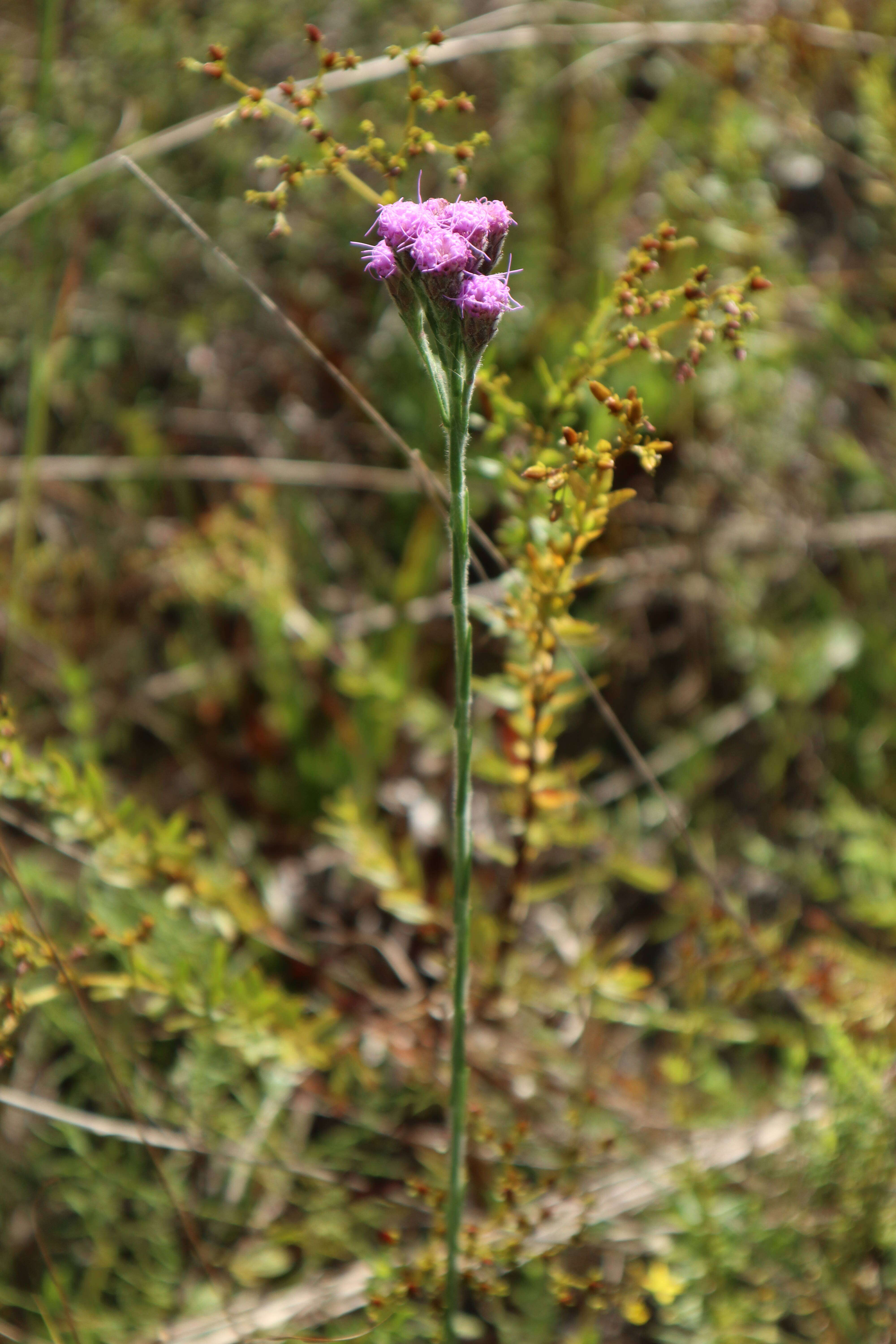 Слика од Liatris chapmanii Torr. & A. Gray