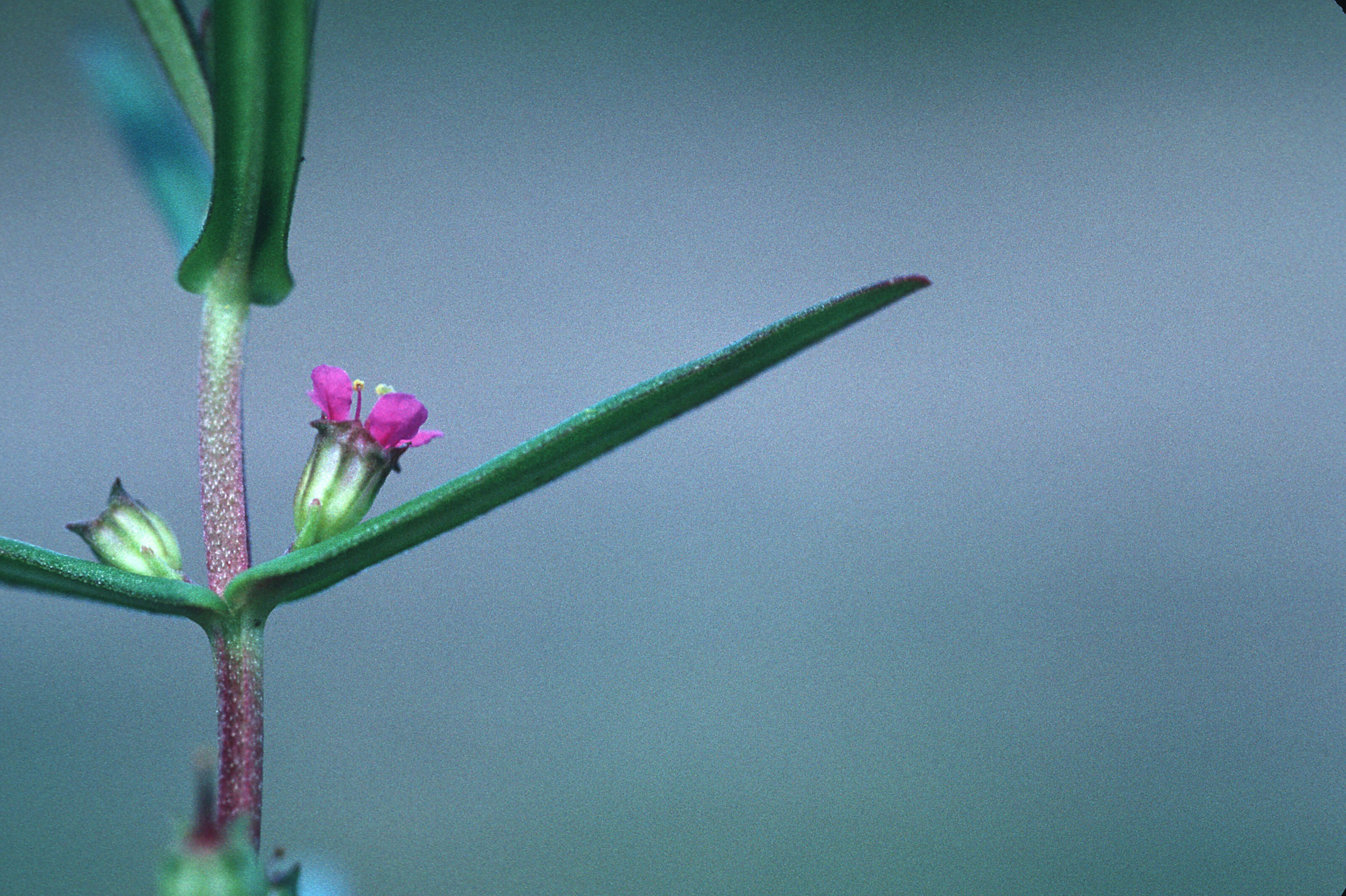 صورة Ammannia coccinea Rottb.