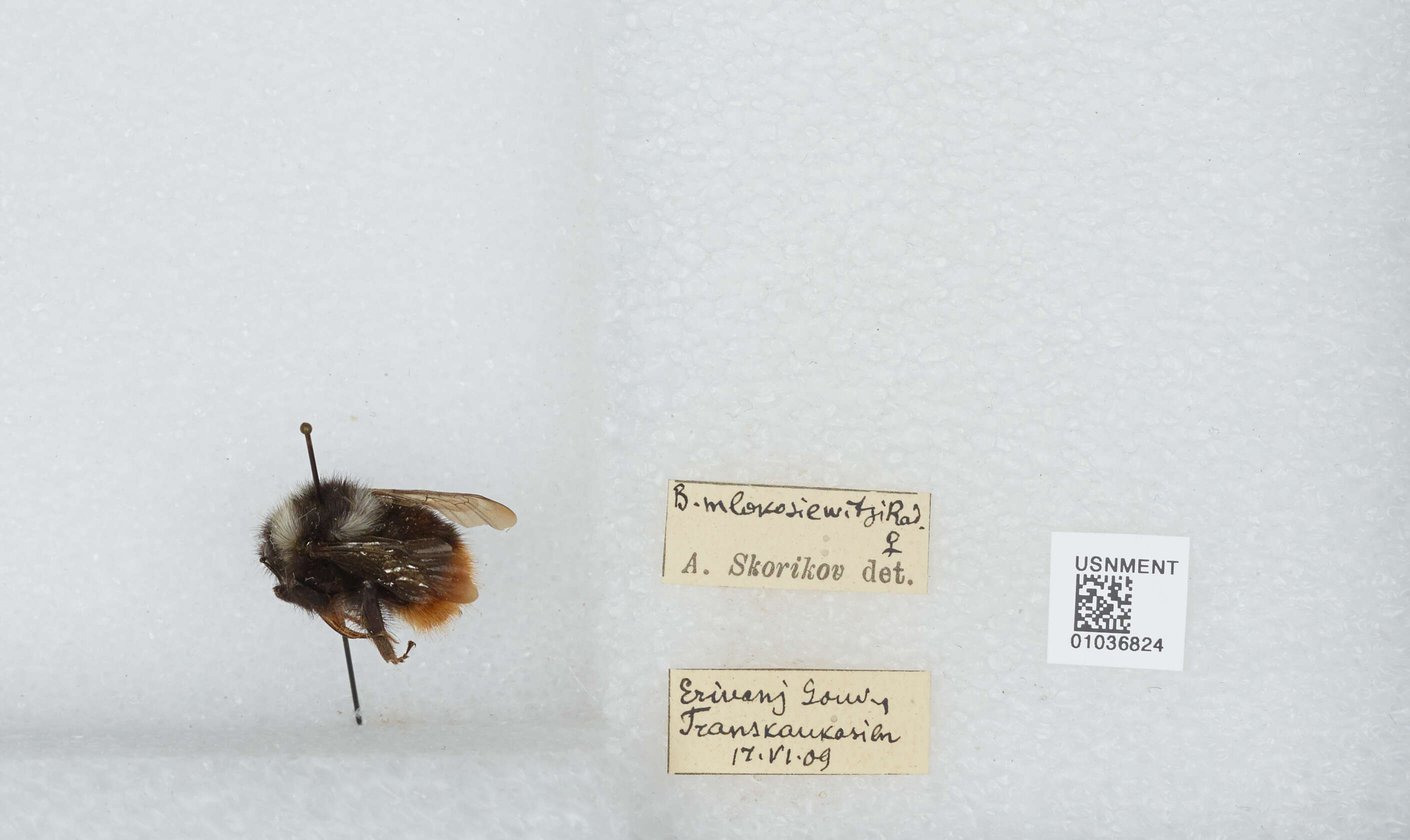 Image of Bombus mlokosievitzii Radoszkowski 1877