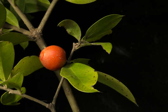 Image of Bonellia macrocarpa subsp. macrocarpa