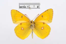 Image of Colias chrysotheme (Esper 1777)