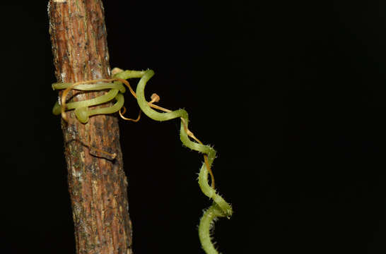 Image of grape ivy