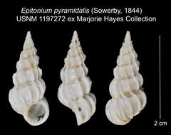 Image of Epitoniidae