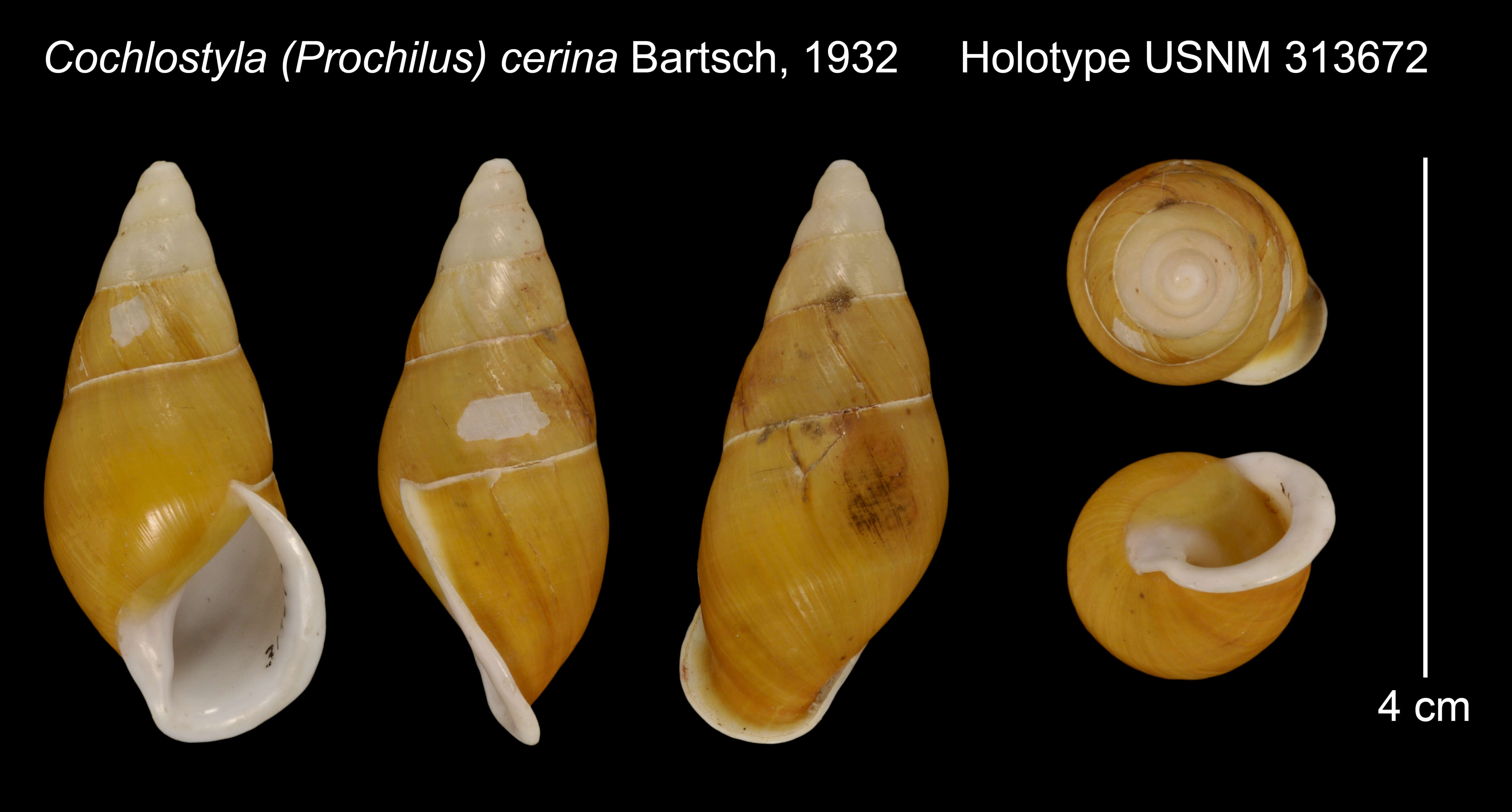 Image de Cochlostyla (Prochilus) cerina Bartsch