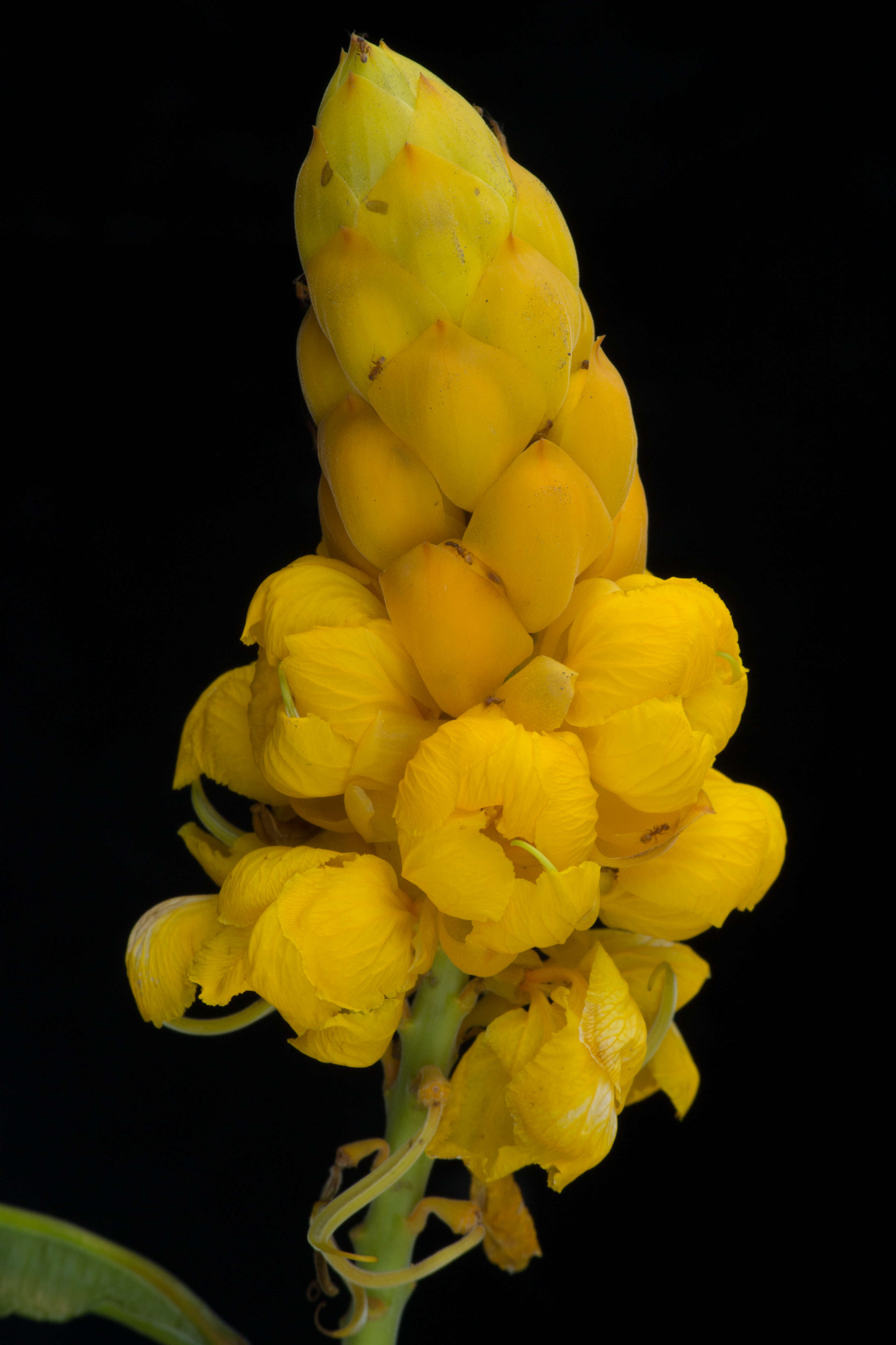 Image of Candelabra Bush