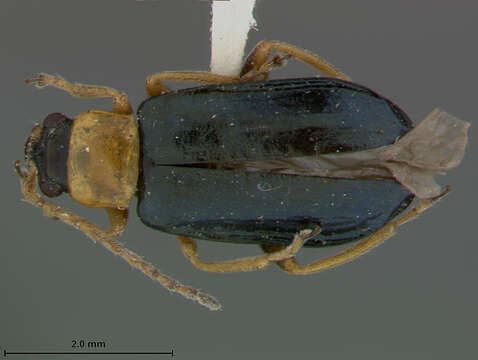 Imagem de Scelolyperus carinatus Wilcox 1965