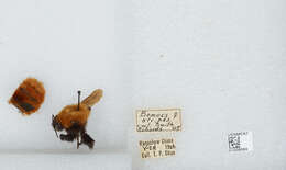 Image of Bombus atripes Smith 1852