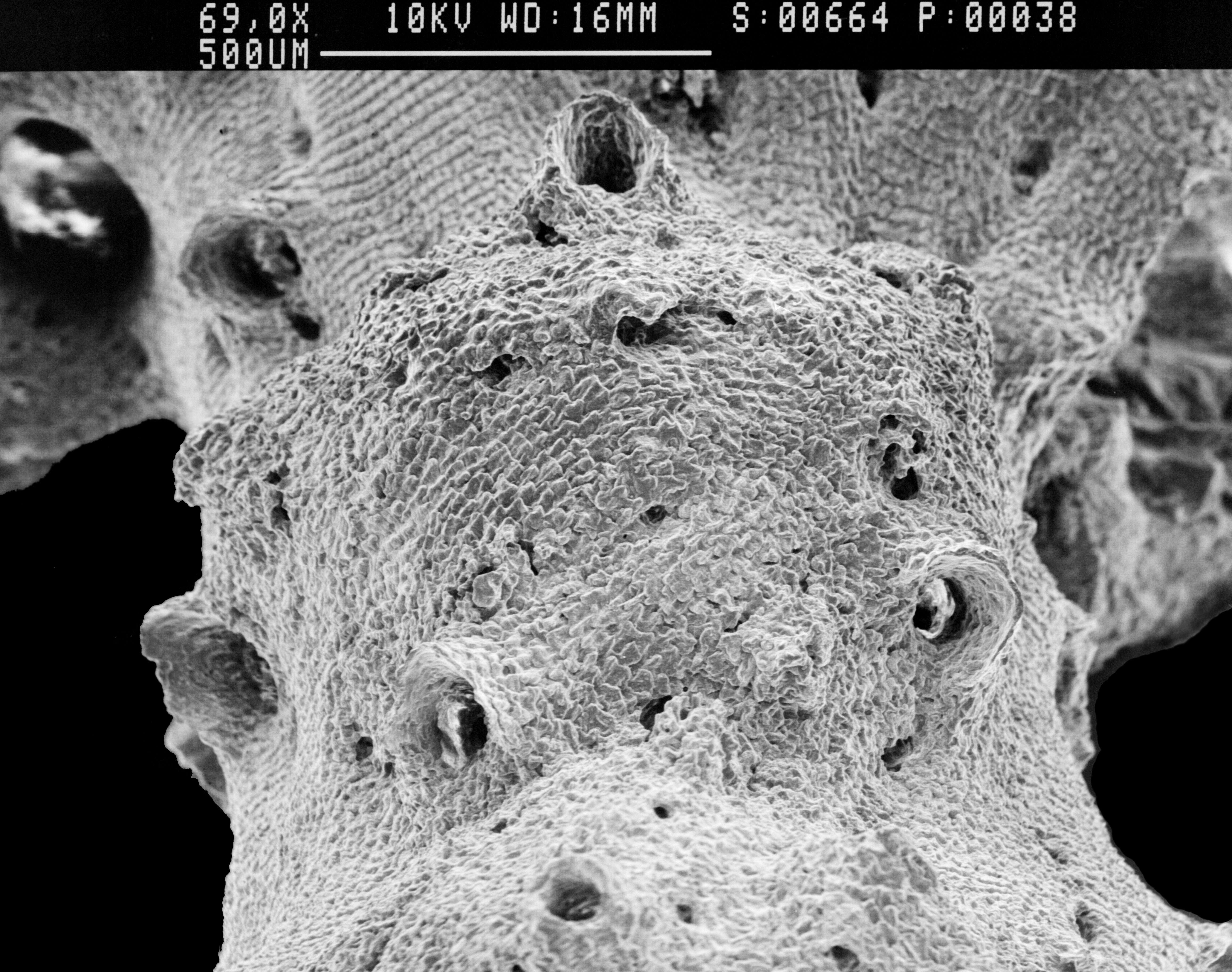 Imagem de Lepidotheca fascicularis (Cairns 1983)