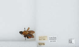 Image of Bombus atripes Smith 1852