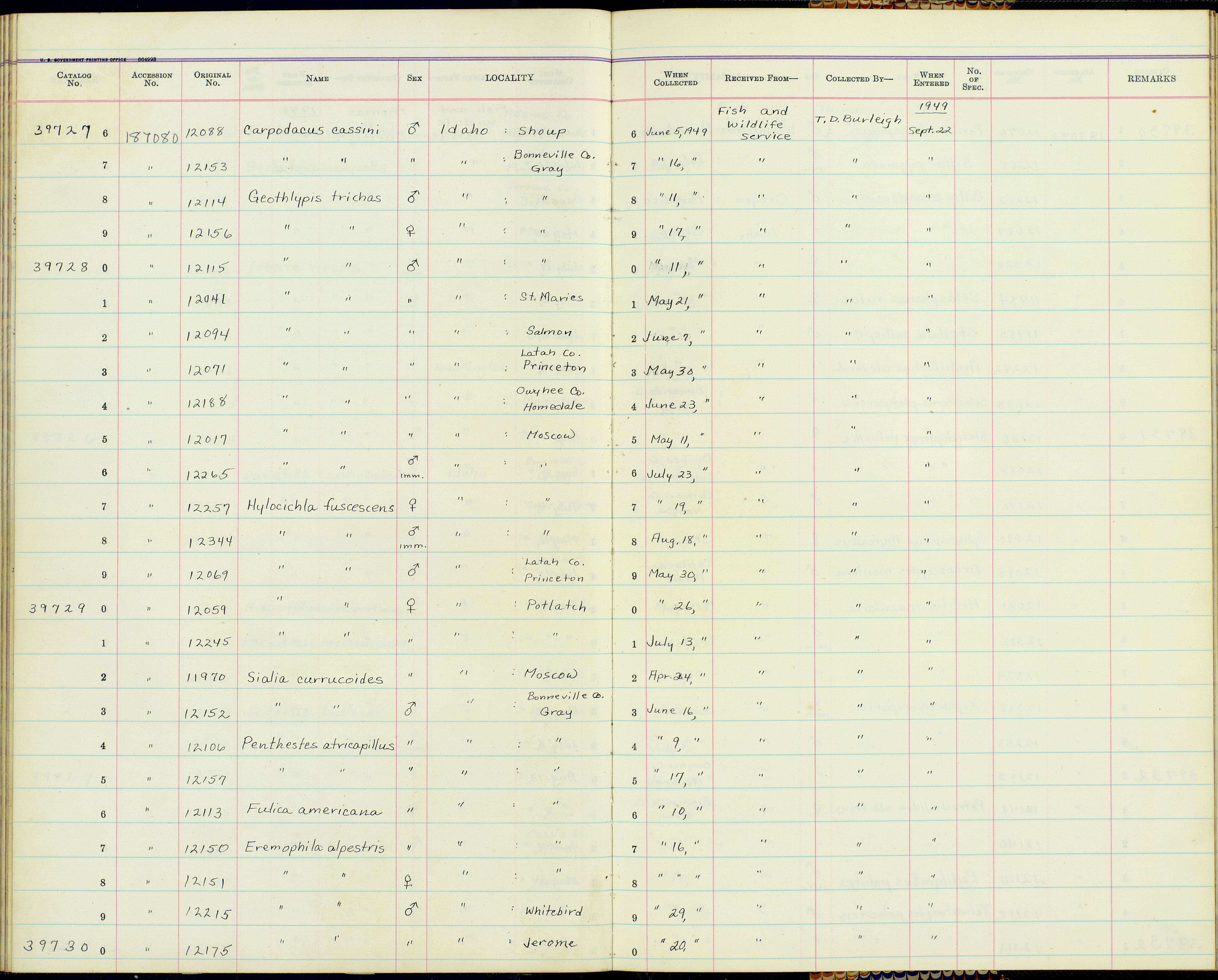 Geothlypis trichas campicola Behle & Aldrich 1947 resmi