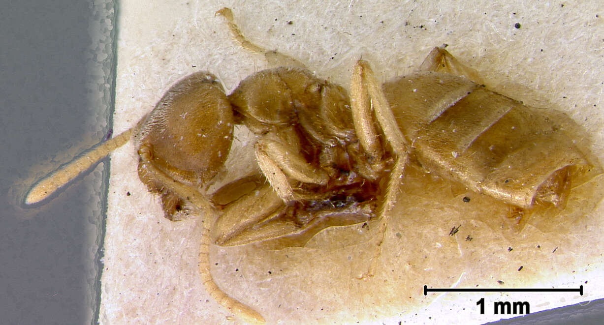 Image of Pseudolasius bufonus Wheeler 1922