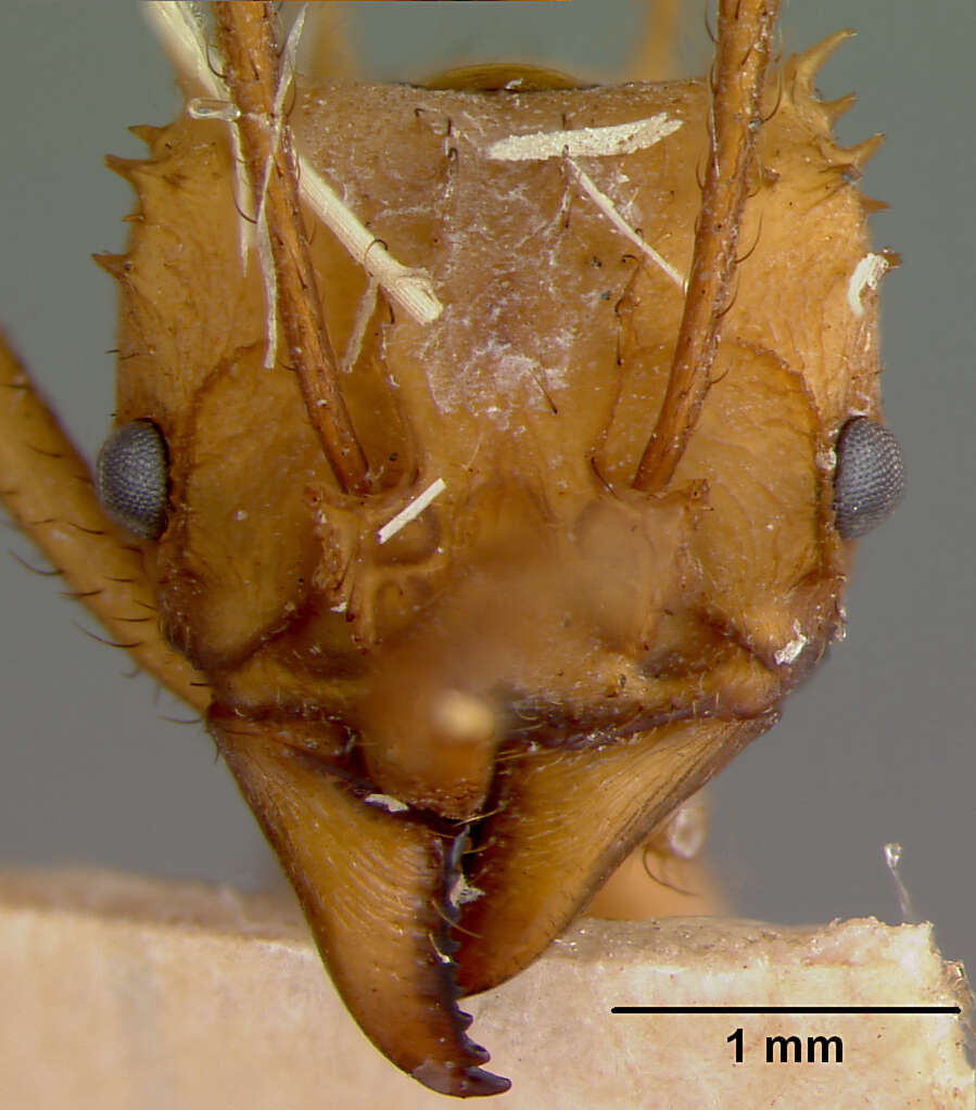 Image of Acromyrmex octospinosus inti Wheeler 1937