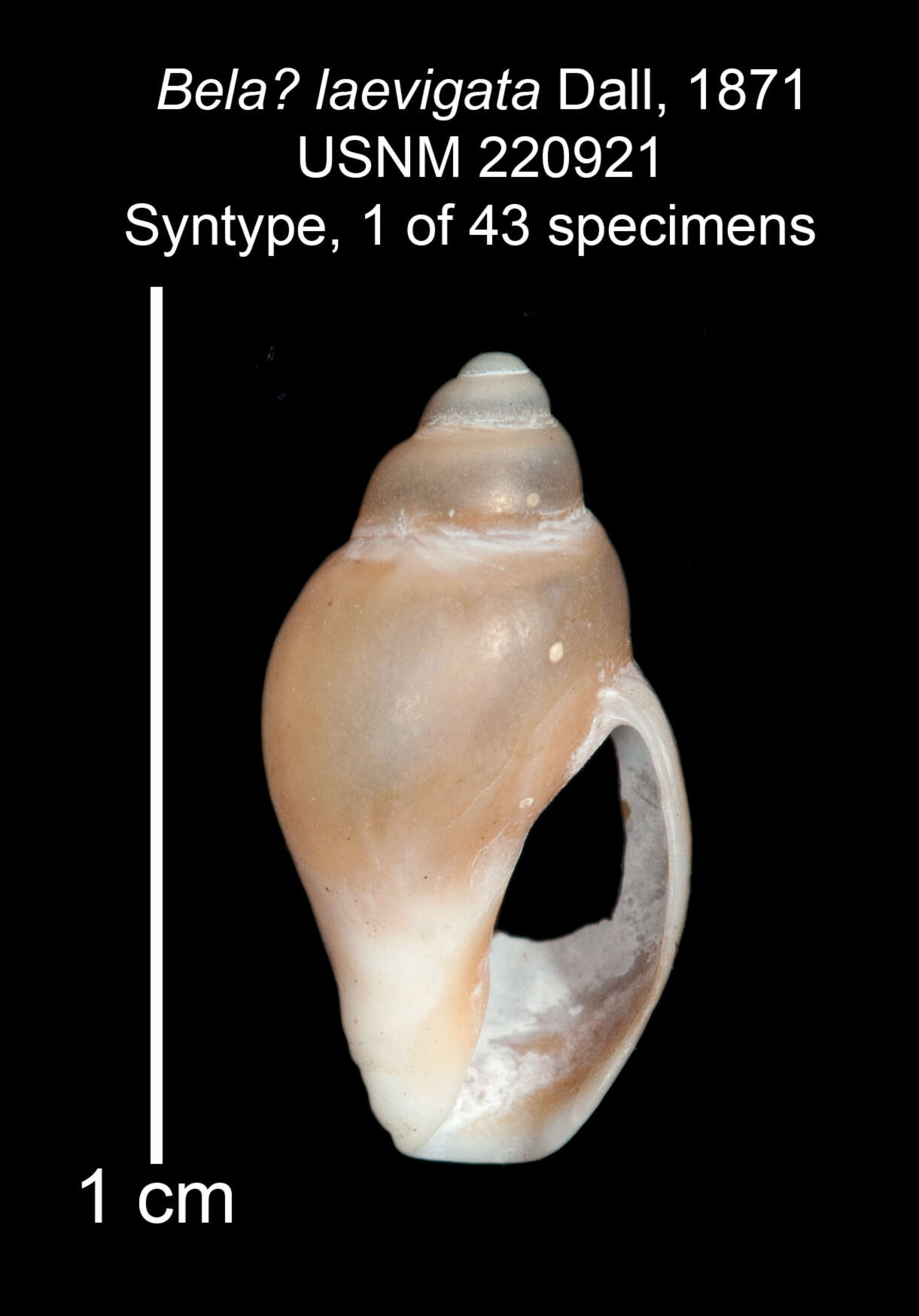 Image of Obesotoma laevigata (Dall 1871)