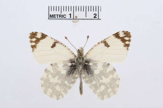 Euchloe ausonia (Hübner (1804)) resmi