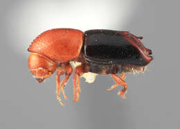 Image of Tricolus rufodorsalis Wood 2007