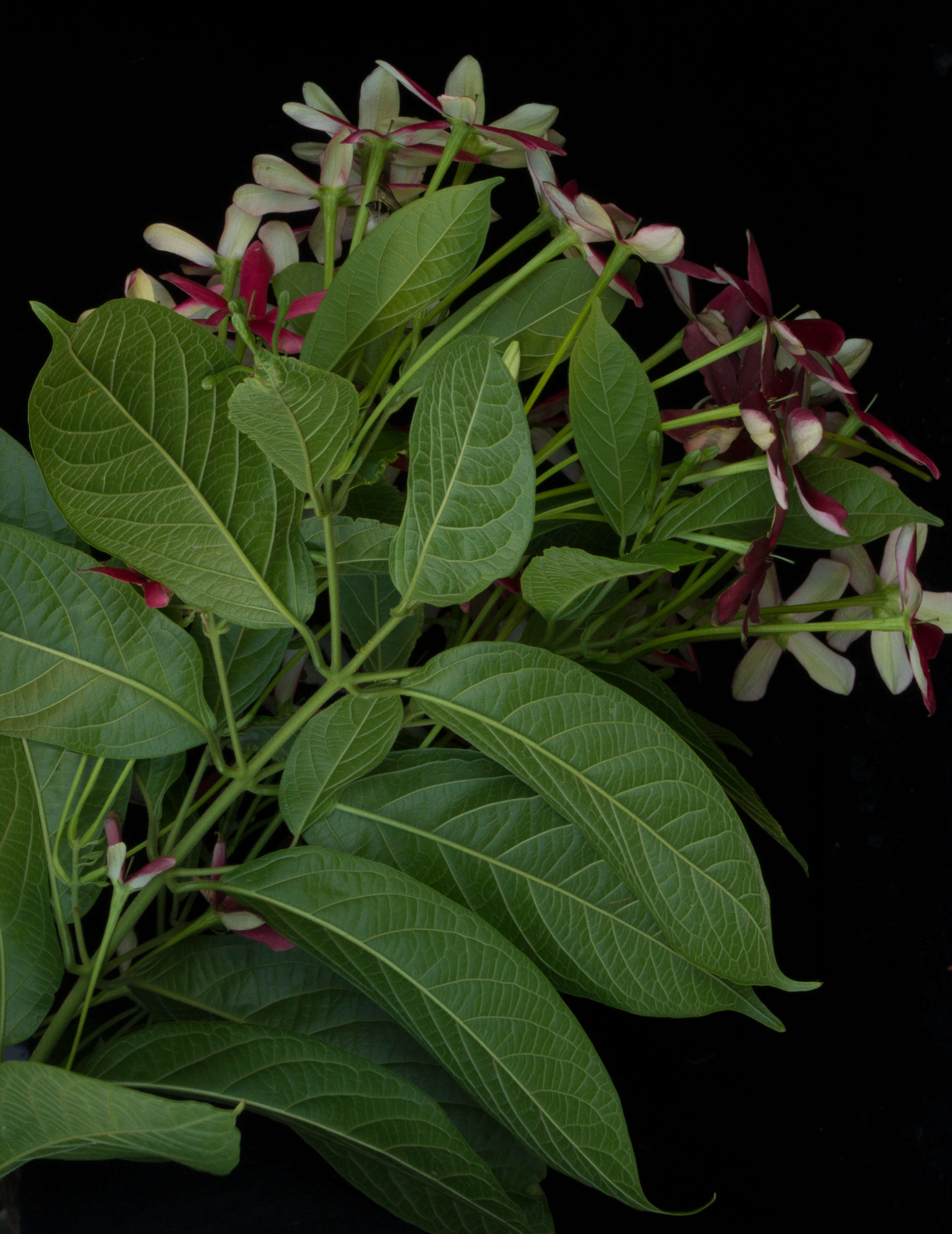 Image of Rangoon creeper