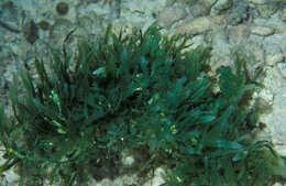 Image of Caulerpa mexicana