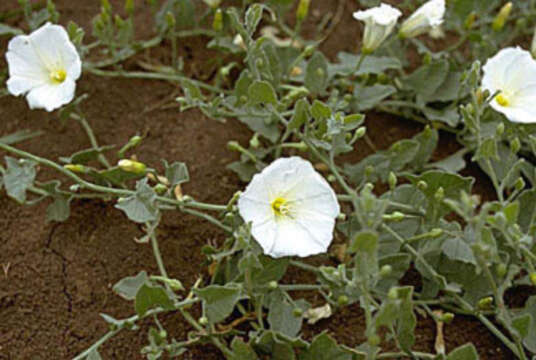 Image of Field Bindweed