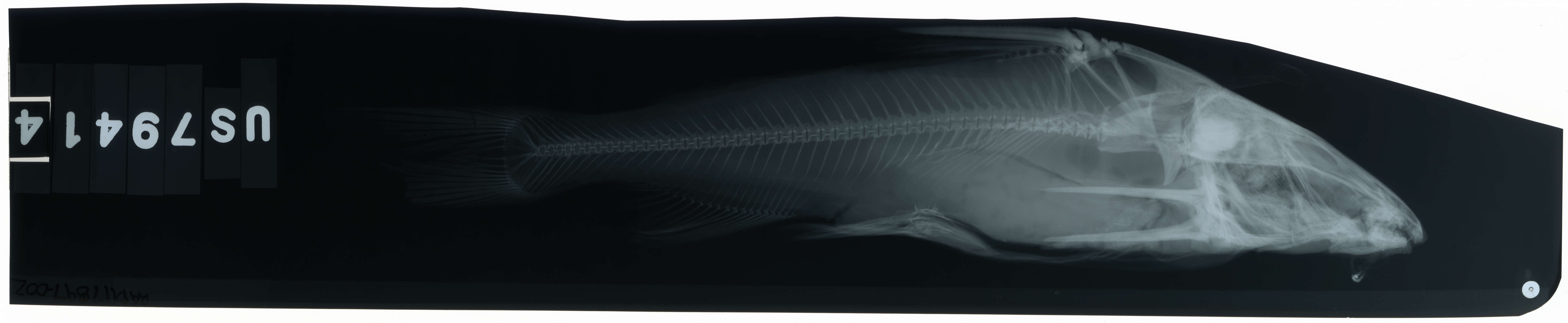 Image of Besudo sea catfish