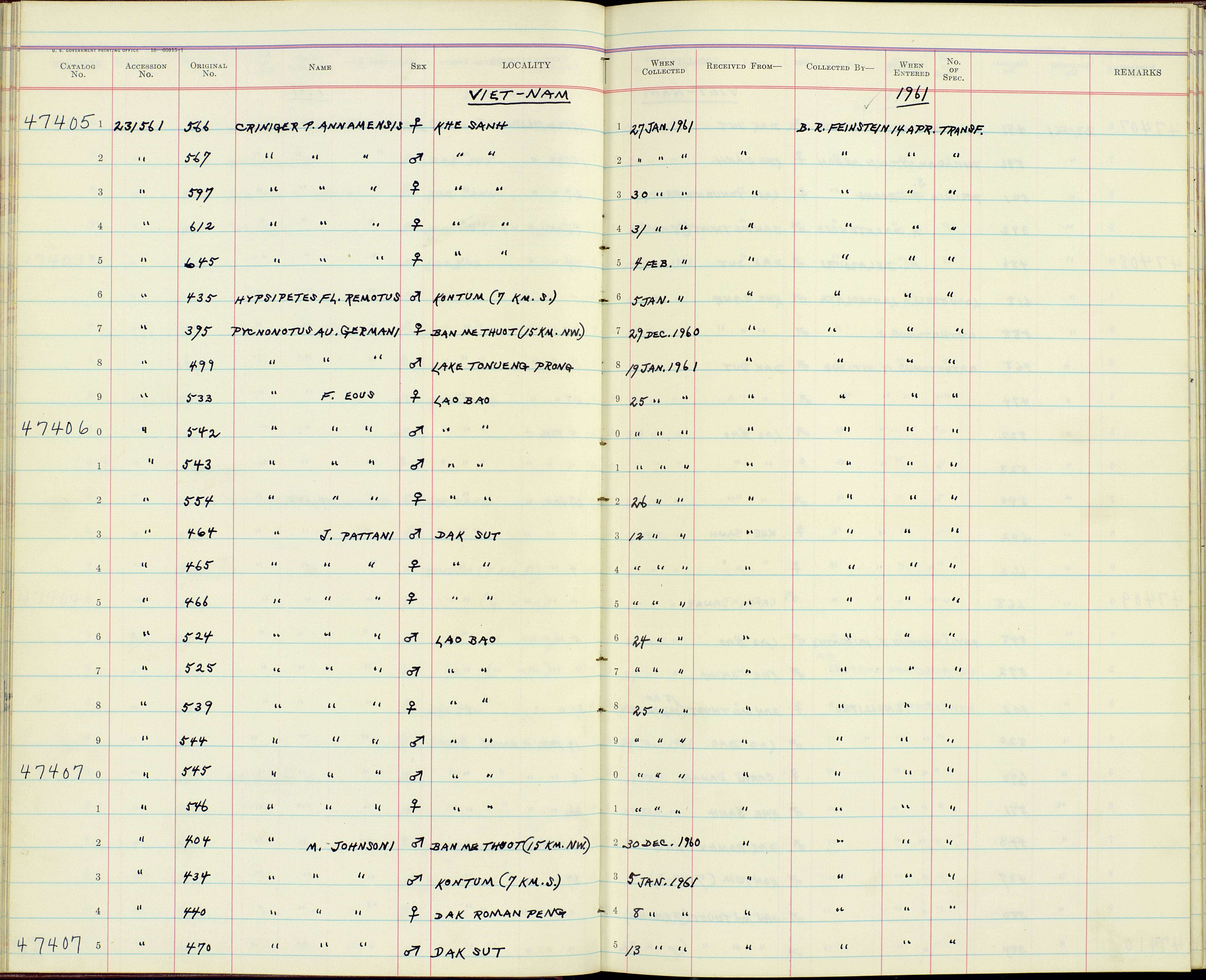 صورة Pycnonotus jocosus pattani Deignan 1948