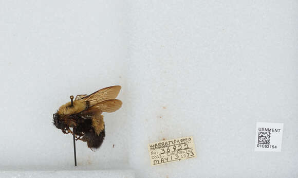 Слика од Bombus affinis Cresson 1864