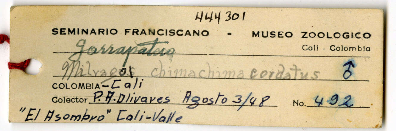 Image of Milvago chimachima cordata Bangs, Penard & TE 1918