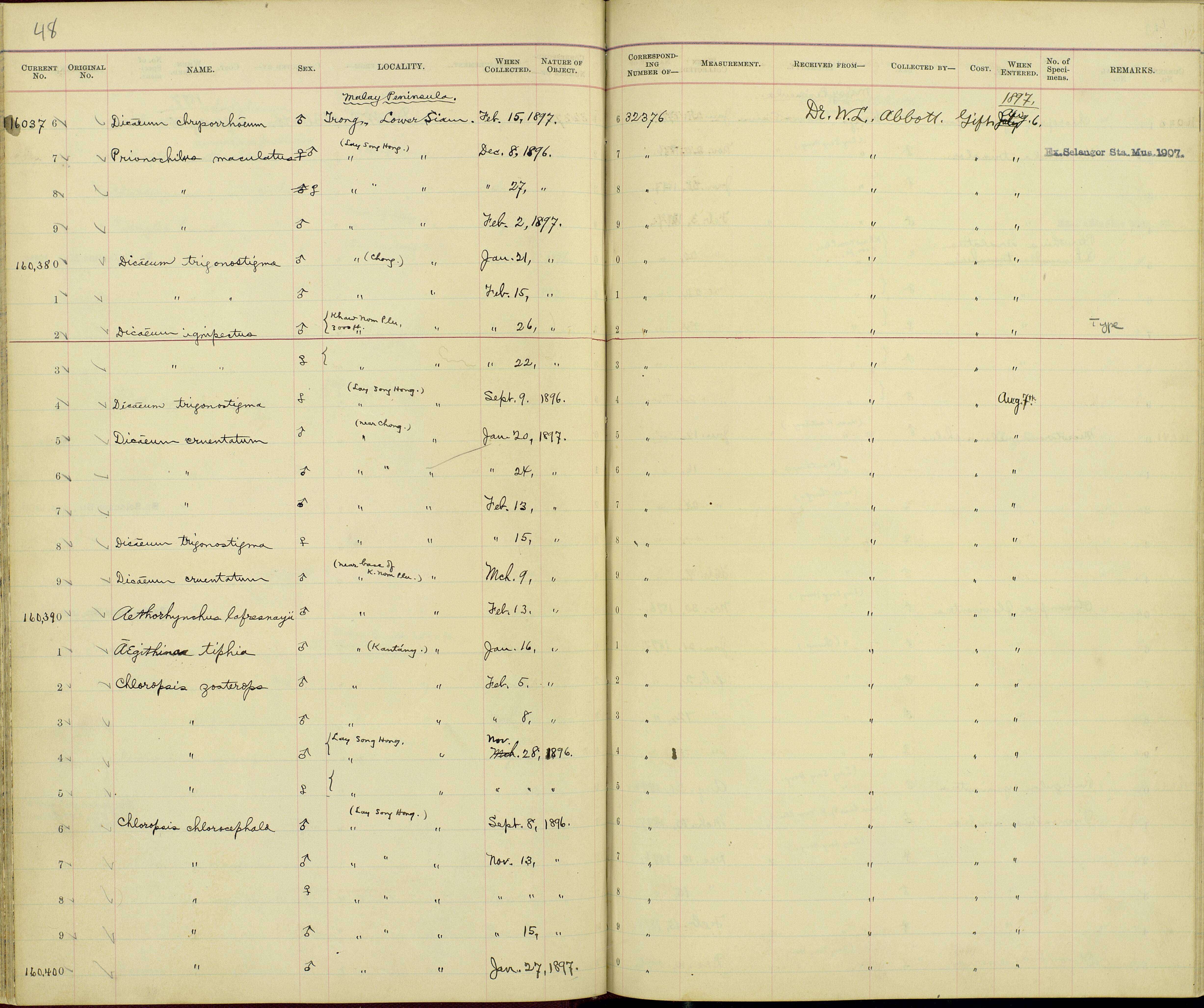 Aegithina tiphia horizoptera Oberholser 1912 resmi