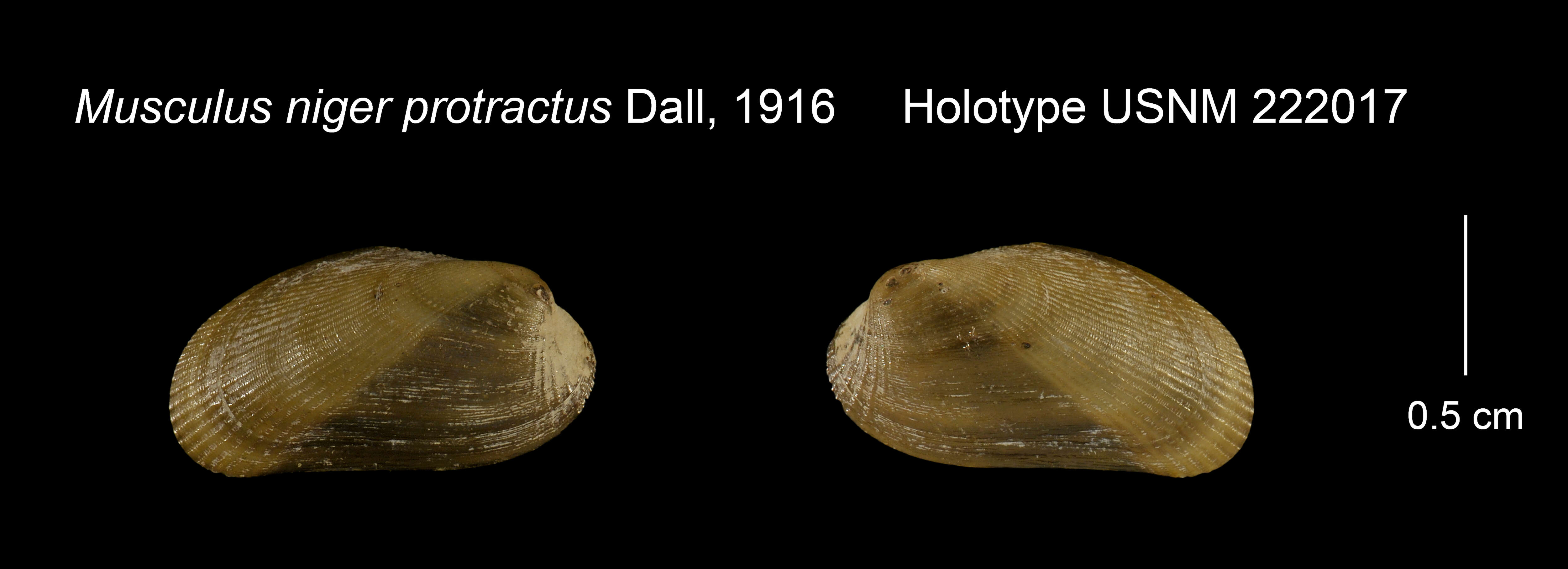 Image de Musculus niger (J. E. Gray 1824)