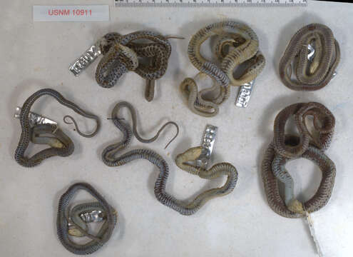 Sivun Thamnophis elegans (Baird & Girard 1853) kuva