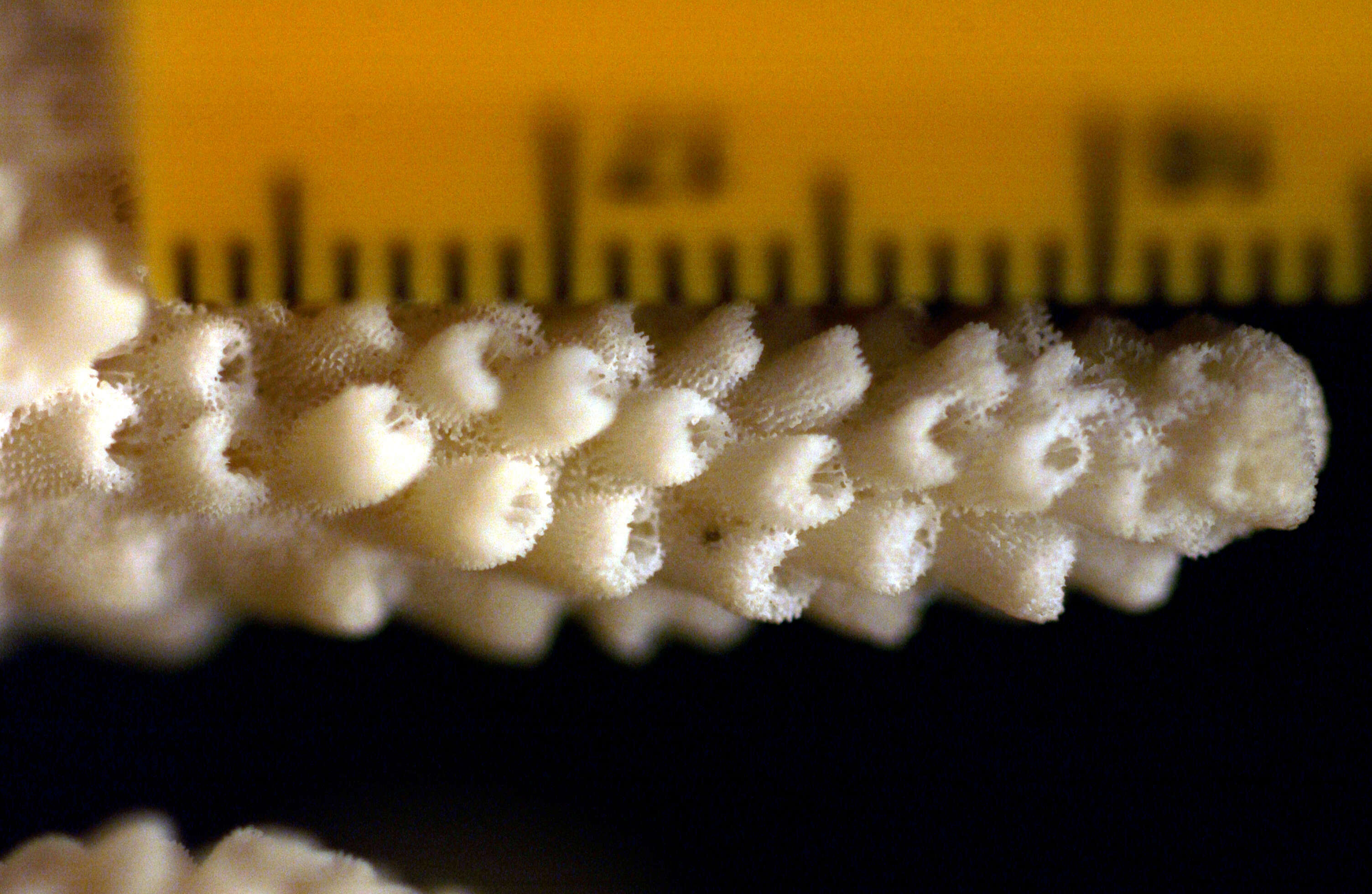 Image of Acropora acervata (Dana 1846)