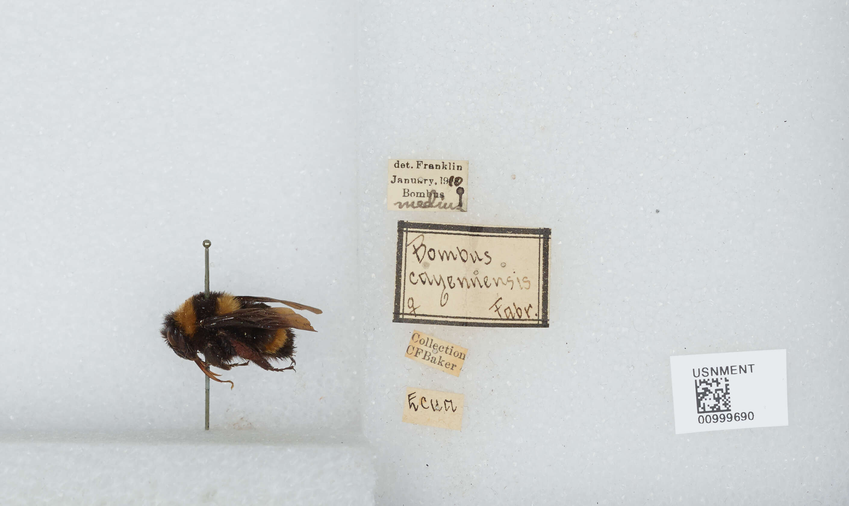 Image de Bombus medius Cresson 1864