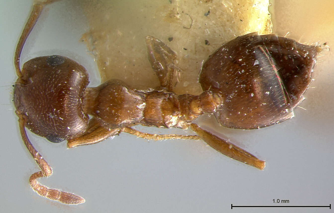 صورة Crematogaster auberti Emery 1869