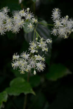 Image of Clematis polygama Jacq.