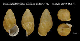 Image of Cochlostyla (Chrysallis) roseolabra Bartsch