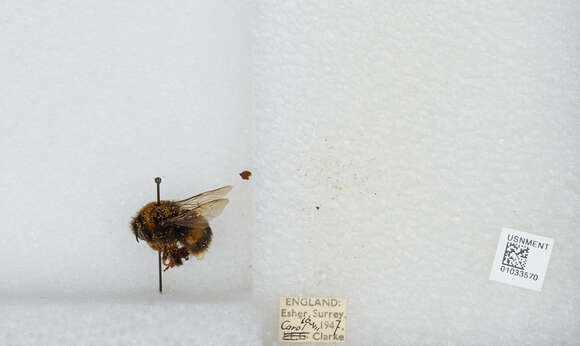 Image of Bombus terrestris audax (Harris 1776)