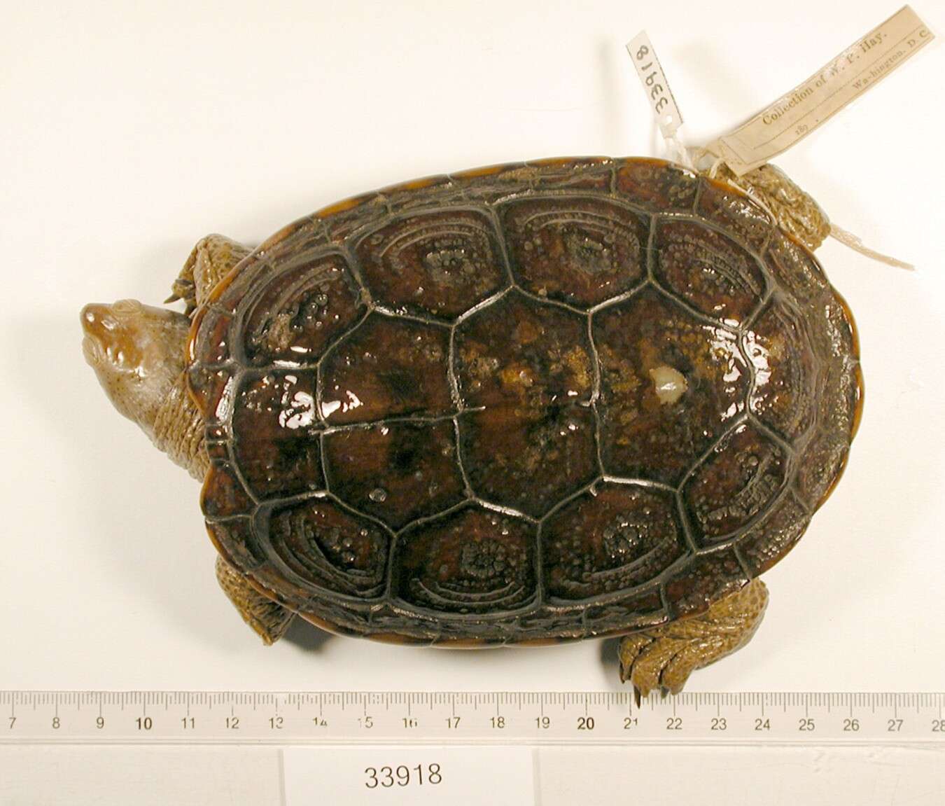 Image of Malaclemys terrapin littoralis (Hay 1904)