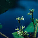 صورة Crepidospermum rhoifolium (Benth.) Triana & Planch.