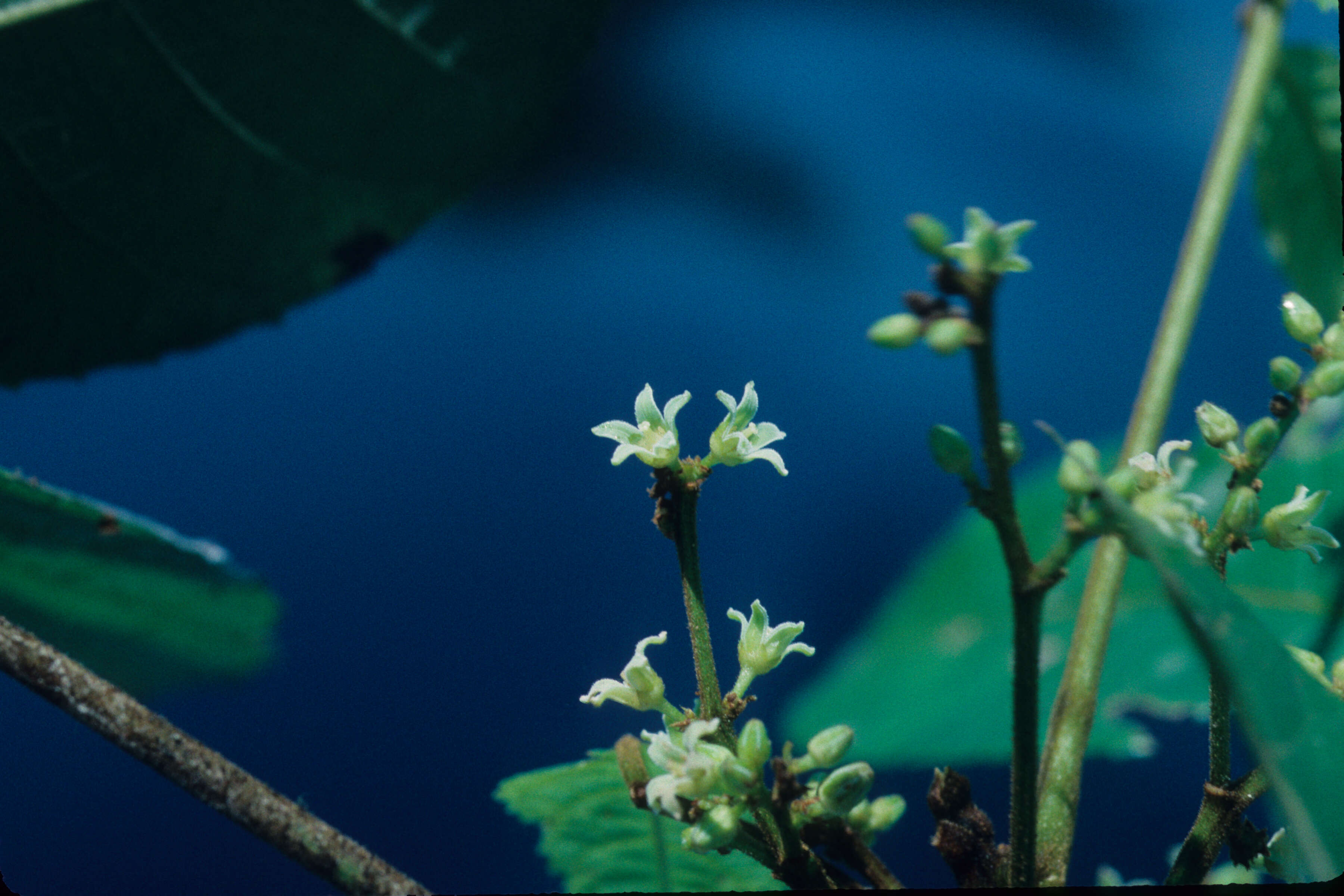 Image of Crepidospermum rhoifolium (Benth.) Triana & Planch.