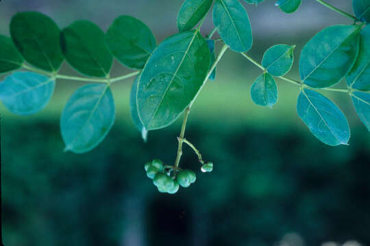 Imagem de Turpinia heterophylla Harms & Loes.