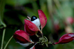 Слика од Paullinia caloptera L. Radlk.