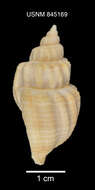 صورة Sydaphera undulata (G. B. Sowerby II 1849)