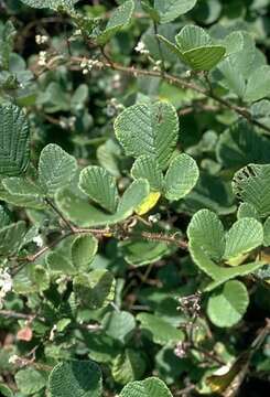 Image of yellow Himalayan raspberry