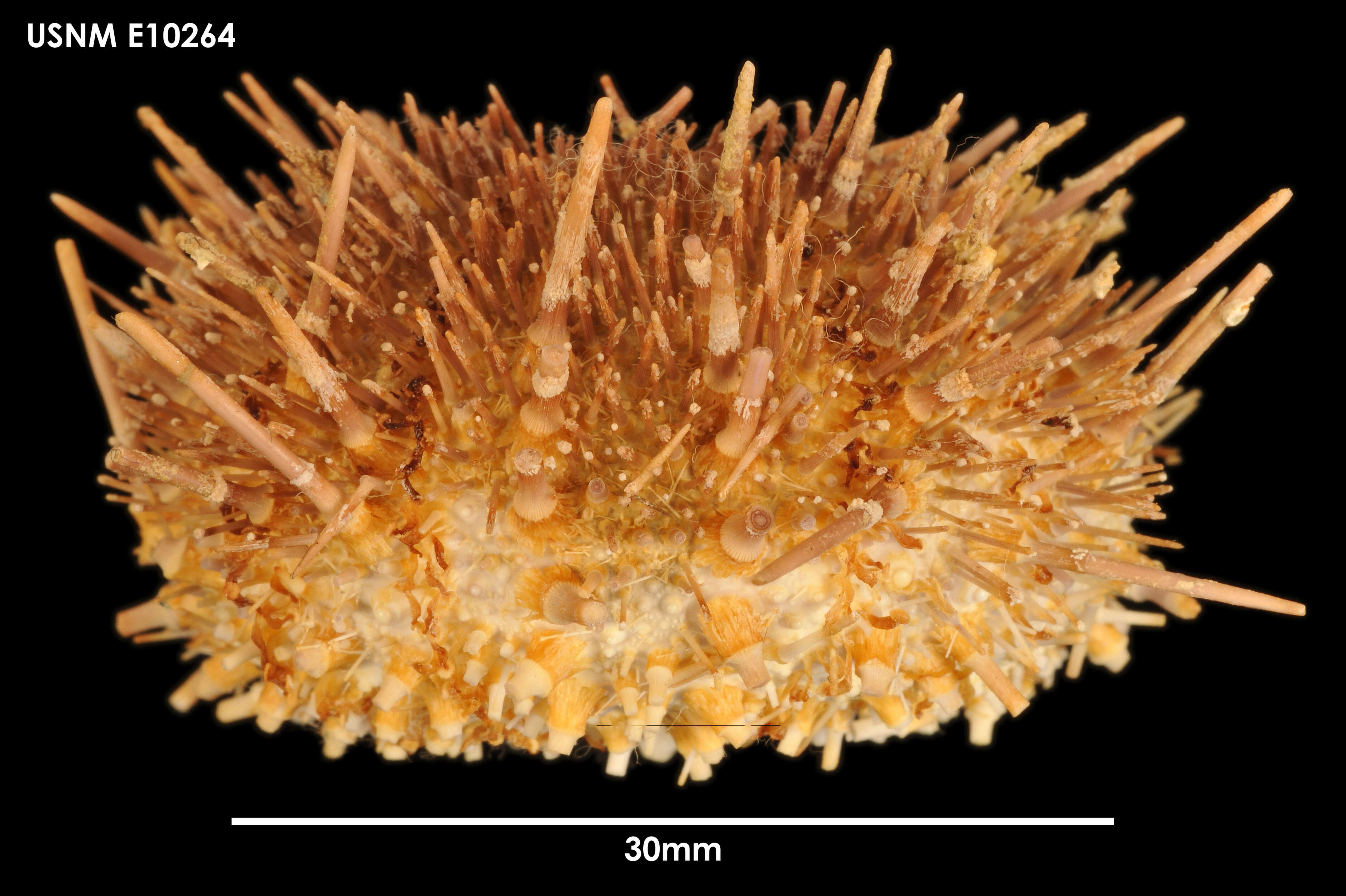 Image of Sterechinus diadema (Studer 1876)