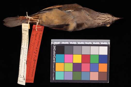 Image of Yuhina nigrimenta intermedia Rothschild 1922