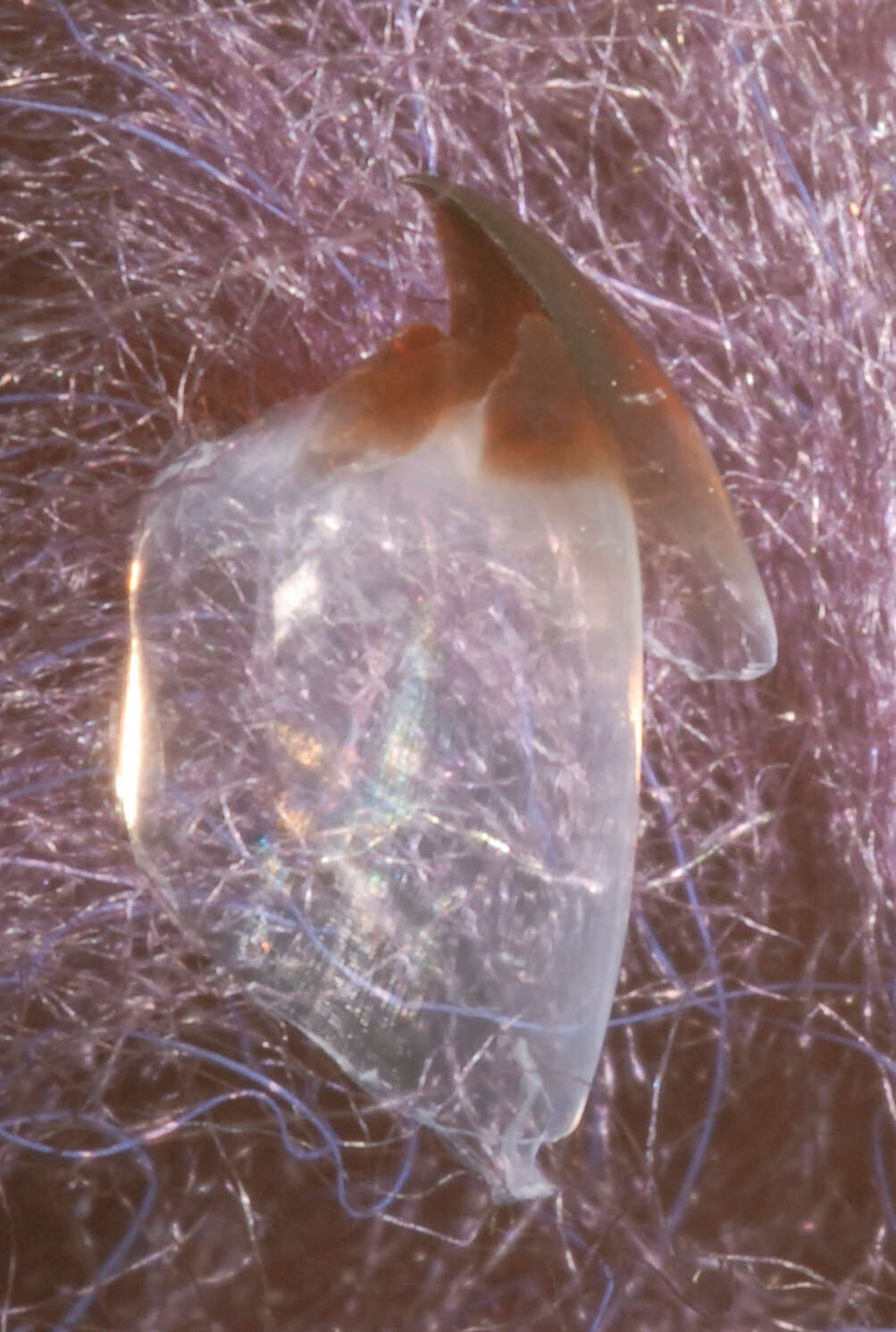 Image of Wonderful firefly squid