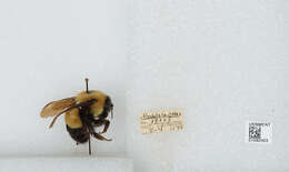 Слика од Bombus affinis Cresson 1864