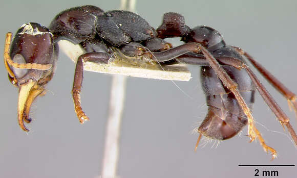 Image of Myrmecia aberrans Forel 1900