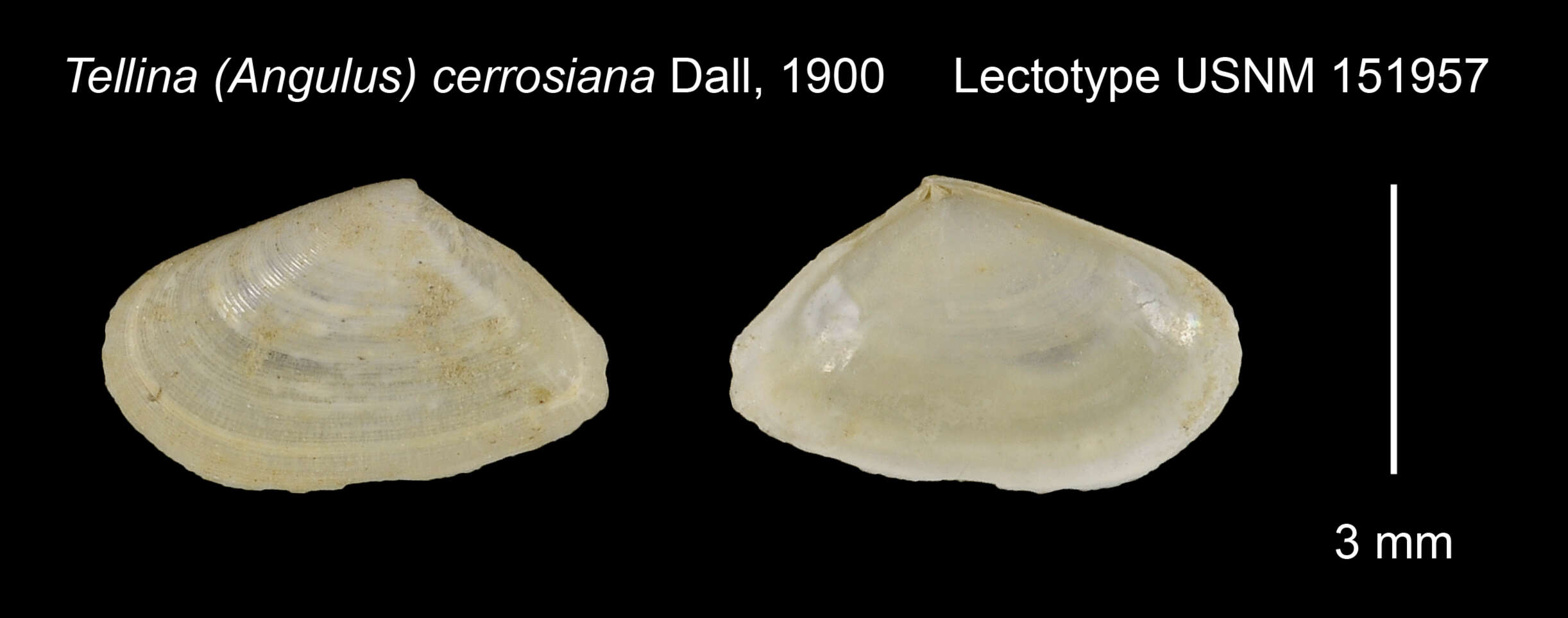 Image of Ameritella cerrosiana (Dall 1900)