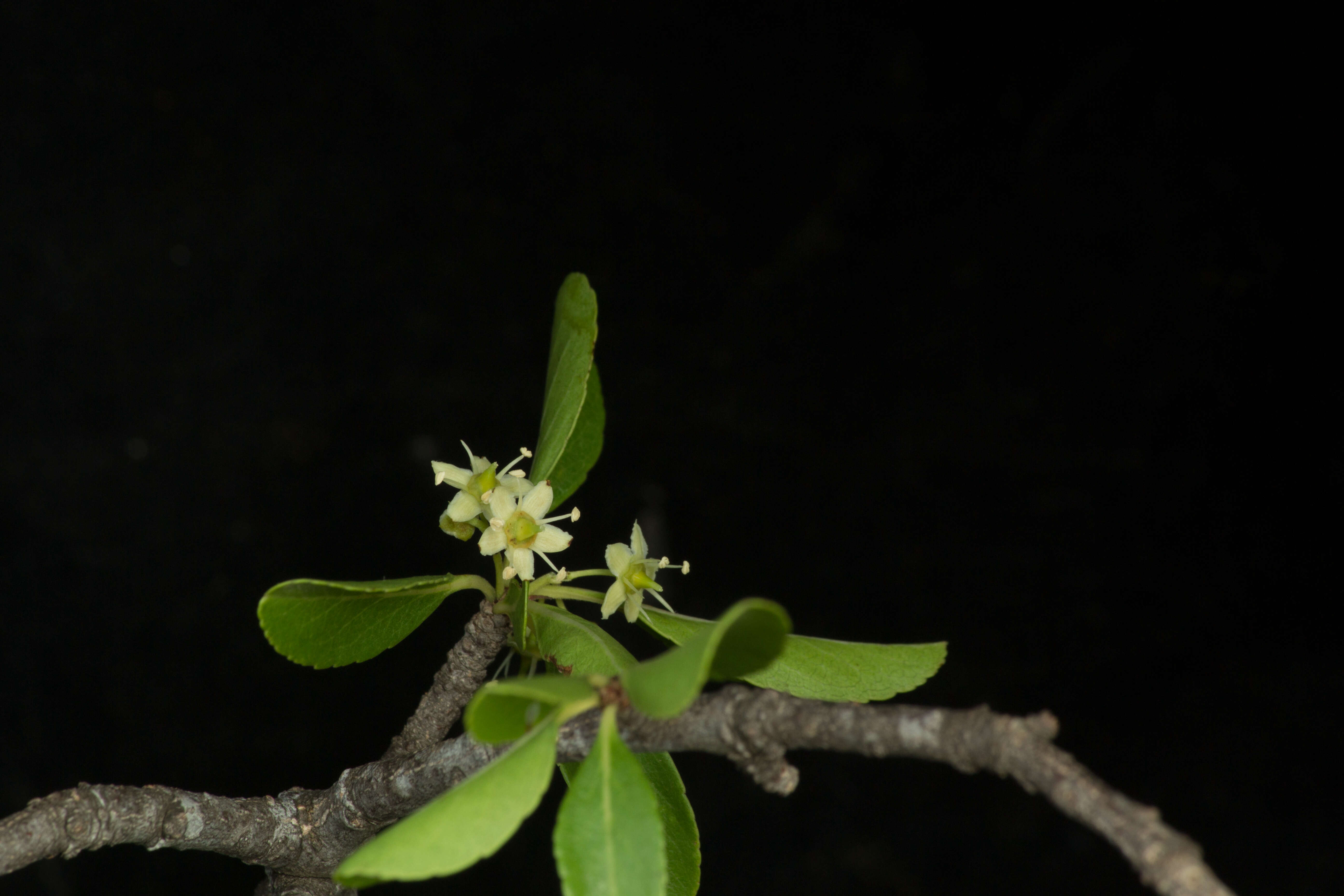 Image of Wimmeria confusa Hemsl.