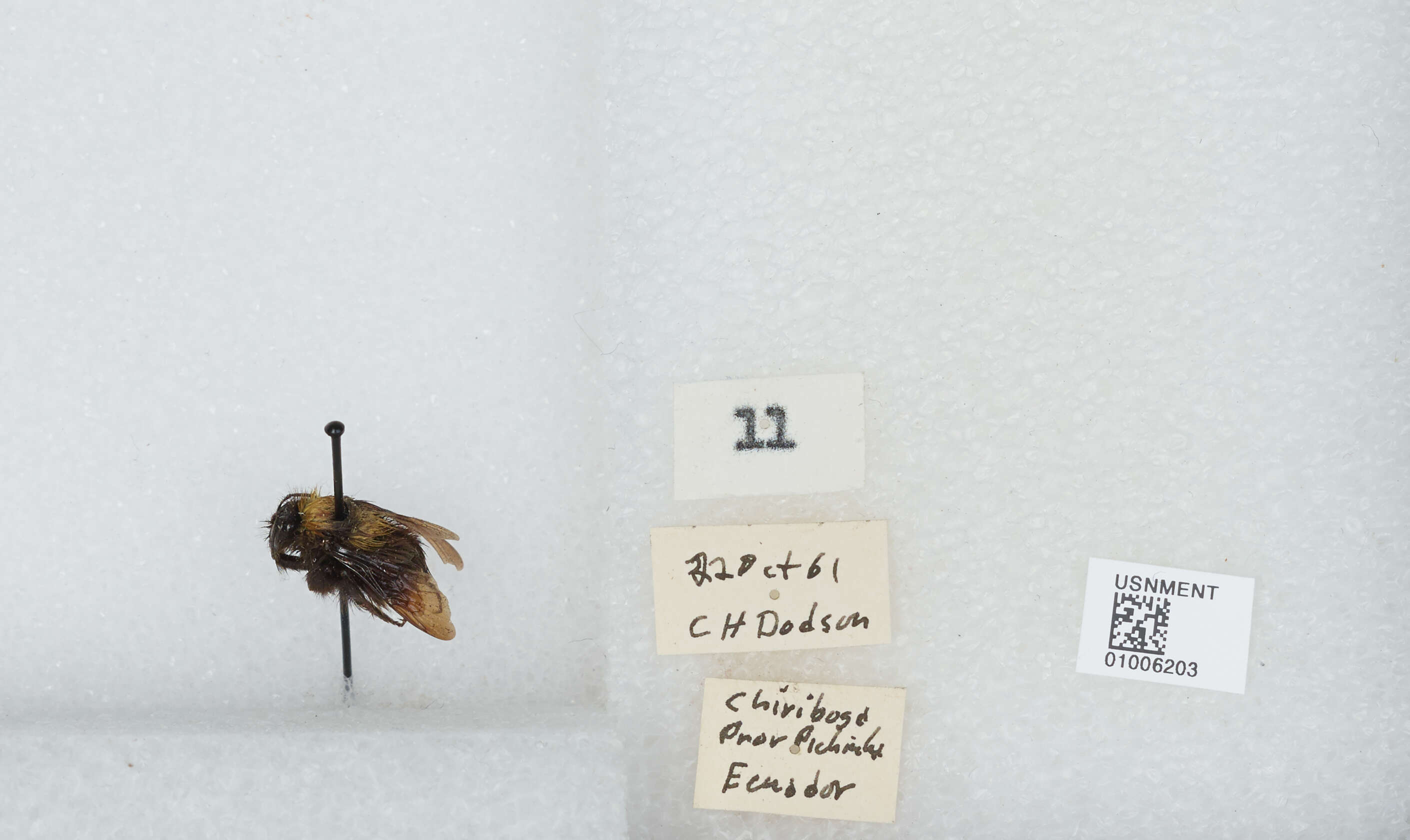 Plancia ëd Bombus hortulanus Friese 1904